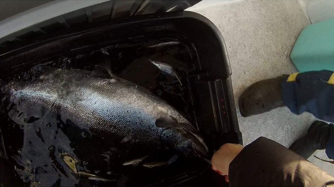 "Saimaa 2014, vapautettu rasvaevällinen"